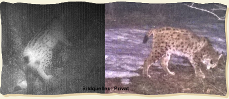 Mittels Fotofalle fotografierter Luchs im Grenzraum zwischen Pinzgau und Berchtesgadener Land Luchsnachweis BGL Dezember 2015