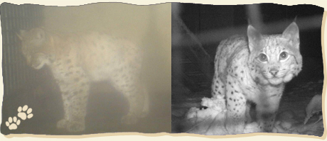 Im Dezember 2015 eingefangener verwaister Jungluchs, fotografiert mit Fotofalle am Hühnerstall sowie im späteren Quarantänegehege Verwaister Jungluchs 2015