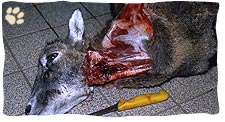 Der Bluterguss am Hals ist meist die einzige Verletzung am ganzen Wildkörper.