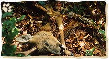 Nur der Kopf, die größeren Knochen, das Fell und der Magendarmtrakt bleiben übrig.