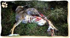 Den Magen-Darmtrakt verschmäht der Luchs.