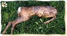 Oft trennt der Fuchs Körperteile von großen Beutetieren ab, wie hier den Kopf des Rehs. Der Luchs macht dies nicht, er zieht im Bedarfsfall die ganze Beute in Deckung.