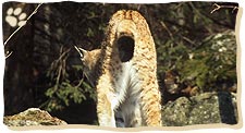 Ohne vorausschauendes Handeln wird uns der Luchs möglicherweise wieder den Rücken kehren.