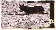 Der Luchs kann danach wieder seiner Wege gehen.