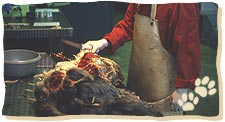 Die Verdachtsfälle werden in der zuständigen Tierkörperbeseitigungsanstalt untersucht.